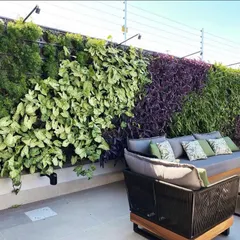 A vertical garden can serve as a beautiful, living backdrop for an outdoor seating area. This terrace wall features sections of Syngonium and other foliage plants, adding privacy and a sense of enclosure.