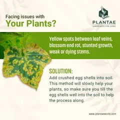 If you see yellow spots between leaf veins or stunted growth, your plant may have a calcium deficiency. A simple, organic solution is to add crushed eggshells to the soil, which slowly releases calcium and nutrients.
