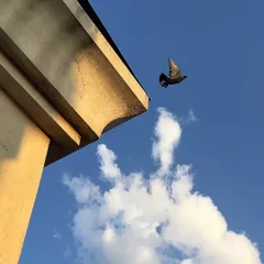 A simple, well-composed shot of urban wildlife. The strong architectural lines contrast with the freedom of the bird in flight.