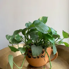 This terracotta planter with a handle combines a classic material with a modern, mug-like shape, creating a warm and earthy home for a trailing Pothos.