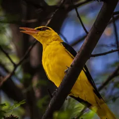 A brilliant yellow Eurasian Golden Oriole sings from a branch. The open beak and rich color against the dark background create a striking portrait of this beautiful songbird.