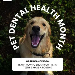 February is Pet Dental Health Month! A quick at-home check of your pet's teeth and gums can help you spot issues early. A healthy diet is your first line of defense against dental disease.
