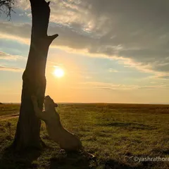 A lioness scent-marking her territory against the rising sun in the Masai Mara. I am obsessed with using natural light to tell a story, and this backlit silhouette captures a powerful, instinctual behavior against a dramatic savannah sky.