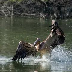 A Great White Pelican landing, part of my National Wildlife Day series to showcase the diversity of our natural world.