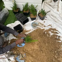 The hands-on work that keeps a garden thriving. A member of our team is shown preparing soil and potting small ferns, a fundamental step in our comprehensive planting and maintenance services.