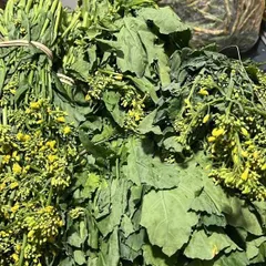 Bundles of mustard greens, a staple green in many parts of Northeast India. They are often used in simple boils, stir-fries, or with smoked meats.