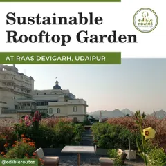 An overview of the sustainable rooftop garden at RAAS Devigarh, Udaipur. This space has been thriving for over six years, providing fresh produce in a luxurious setting.