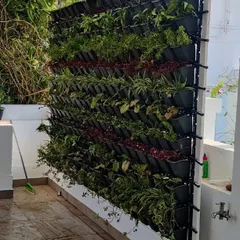 Another example of a vertical garden installation on a terrace wall. We use a variety of plants to create texture and visual interest, turning a plain wall into a living piece of art.
