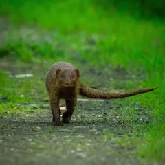 An Indian Grey Mongoose on the move. I caught this one as it trotted down a path, its body low to the ground and its gaze fixed forward, perfectly capturing its slinky, energetic nature.