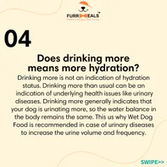Is my dog dehydrated? This series explains what 'hydration status' means, how to check for it using the skin and gum tests, and why drinking more water isn't always a sign of good hydration.
