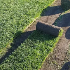 You don't have to wait for a beautiful lawn. I supply and install high-quality carpet grass rolls, like this Korean grass, for an instant, lush green ground cover in gardens, farmhouses, and commercial spaces.