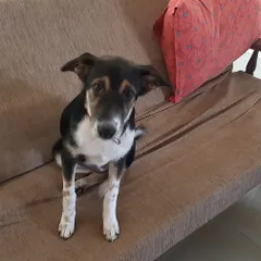 Meet Kaali, a sweet 4-month-old rescued Indie pup who is looking for her forever home. She's a friendly and gentle soul who gets along wonderfully with people and other dogs.