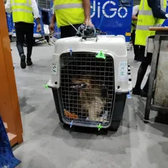 The pet crate, secured and ready for loading onto the flight to Bagdogra. All safety checks are double-checked.