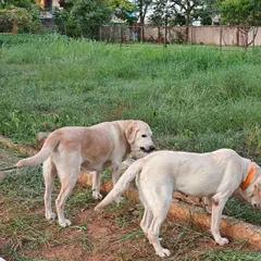 Two of my own dogs exploring the outdoors. My personal pack is the heart of this home, and they help teach our guests the rules of social play and how to be part of a calm, happy group.