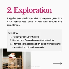 Is your puppy biting you constantly? It's a normal behavior with many causes, from teething pain to lack of sleep. This guide explains the six main reasons for puppy biting and provides practical, force-free solutions for each.