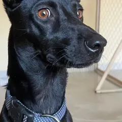 This handsome black dog is posing perfectly, comfortable and attentive in our indoor area.