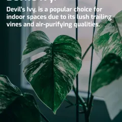 Devil's Ivy, also known as Pothos, is a top choice for office spaces due to its beautiful trailing vines and air-purifying abilities. Its variegated leaves, seen here up close, add visual interest, and it thrives even in low-light conditions.