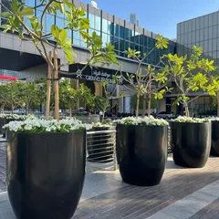 Our service extends to creating grand, elegant outdoor displays. These large-scale planters lining the entrance of a commercial building project an image of prestige and success before a visitor even steps inside.
