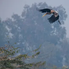 A juvenile Painted Stork coming in for a landing at Sultanpur National Park. A passing raptor had sent the whole flock into the sky, and I caught this one as it gracefully returned to its perch against the misty morning background.