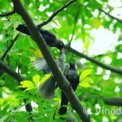 Many have heard that the Asian Koel lays its eggs in a crow's nest, but few have seen the result. Here, a crow foster parent is feeding a demanding Koel chick. I witness and document this fascinating behaviour in Delhi every year.