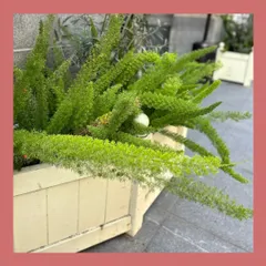 This is the Foxtail Fern, an ornamental plant that adds a unique, lush texture to garden beds and planters. While primarily aesthetic, its inclusion in our designs is part of a broader philosophy of creating diverse, multi-layered green spaces.