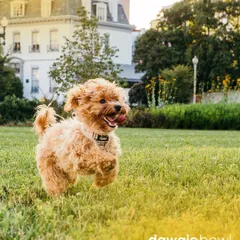 Look at that burst of energy! A natural, balanced diet provides the fuel your pet needs for zoomies in the park and happy leaps in the air.