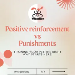 Understanding the difference between positive reinforcement and punishment is the first step to training the right way. This is the start of a series explaining my kind and effective methods.