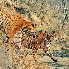 A rare moment from 2009, capturing the first courtship between the famous tigress Krishna (T-19) and Star Tiger (T-28) in Ranthambore. Observing such private moments requires immense patience and respect for the animals' space.