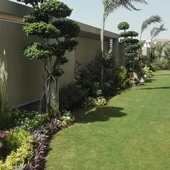 Here is another view of a residential garden, showing a manicured lawn bordered by carefully selected shrubs and topiary trees. My goal is to create a peaceful and aesthetically pleasing environment.