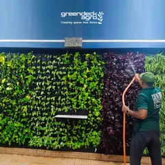 Our mali provides dedicated care to a residential vertical garden in Balewadi, Pune. Regular watering and maintenance are key to keeping these living walls lush and healthy, with distinct sections of green and purple foliage.
