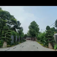 A grand, tree-lined driveway creates an impressive approach to the residence. We carefully select and place each tree, including these sculpted bonsai-style specimens, to craft a memorable arrival experience.