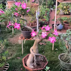 An old-timer Adenium, also known as a Desert Rose, showing off its thick, sculptural trunk and vibrant pink blossoms. This 2.5-foot plant has incredible character.