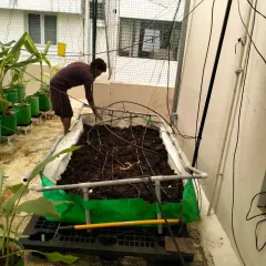 Part of our service includes setting up and maintaining different planting systems. In this image, a team member is working on a large grow bed, preparing the soil and checking the drip irrigation lines for a client's terrace vegetable garden.
