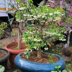 A Wrightia bonsai in full bloom, covered in delicate white, bell-shaped flowers. It's a beautiful sight when these trees put on a show like this.