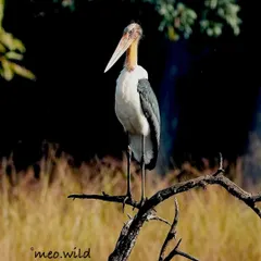 A stunning close-up of the Lesser Adjutant Stork. Its large, powerful beak and unique appearance make it a fascinating subject to photograph, a true giant of the bird world.
