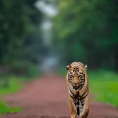 Another head-on shot of Choti Madhu from Tadoba, showcasing her determined approach. Each tiger has a unique personality, and my goal is to capture it.