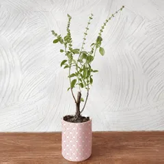 The Tulsi, or Holy Basil, is a sacred plant in many Indian homes, valued for its spiritual and medicinal properties. I offer healthy Tulsi plants in simple, elegant pots, ready to be a part of your home.