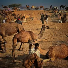 A bustling scene at the Pushkar Fair, with numerous camels and traders gathered on the desert sands under the morning sun.