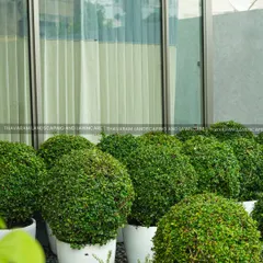 I use topiary to create living sculptures. These perfectly spherical shrubs, potted in simple white containers, add a touch of modern, minimalist elegance to this space.
