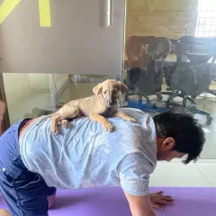 A participant gets a little help with his Cat-Cow pose from a curious puppy. These unscripted moments of connection and laughter are what make puppy yoga so special.