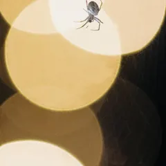 Another shot of a Brown Sailor Spider, which I call "Into the Spider-verse." The large, warm bokeh circles create a dramatic backdrop. If you look closely, you can see it has caught a meal in its mandibles.