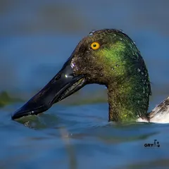 A Northern Shoveler surfaces from the water, its iridescent green head covered in droplets. This close-up reveals the textures and colors often missed from a distance.