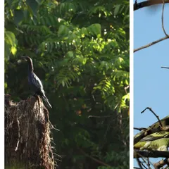 A Little Cormorant seen during our trip to Dandeli. The region's rivers and forests are teeming with diverse birdlife.