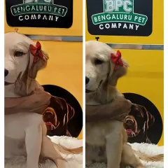 Meet Neo, another adorable Golden Retriever puppy, all dressed up with a bow after his pampering session. He is healthy, happy, and has been socialized with people and other pets at our facility.
