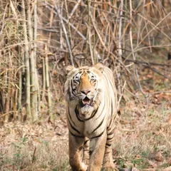 Another view of a tiger on the move, this time with its head raised, scanning the surroundings. Each encounter is unique, and my goal is to document these subtle differences in posture and expression for my wildlife portrait collection.