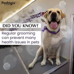 Did you know regular grooming can prevent many health issues? It helps get rid of shedding, fleas, and ticks, and allows for early detection of underlying conditions.