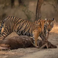 A tigress named Sultana with her prized sambar stag kill. We heard the alarm calls and rushed to the spot to find her panting, having just dragged her catch to her waiting cubs. This is the raw reality of survival in the wild.