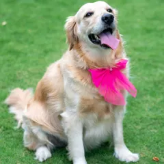 A happy, smiling portrait of a Golden Retriever dressed up for her photo session. Her cheerful expression and bright pink bow make for an unforgettable picture.