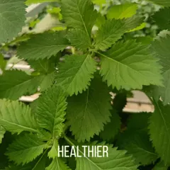 Because plants get a perfectly balanced diet of nutrients delivered directly to their roots, they grow healthier and stronger. This often results in produce that is more nutritious than soil-grown alternatives.