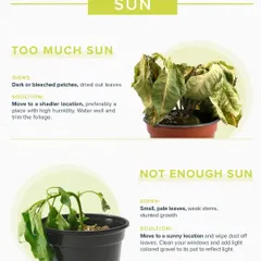 Understanding sunlight is key to plant health. Here, we show you how to spot the signs of too much sun, like bleached patches, and not enough sun, like weak stems and pale leaves, with easy steps to correct the lighting.